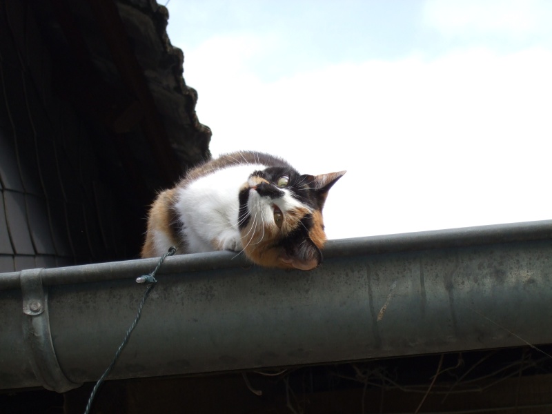 Ostern 2007 Orleshausen 011 